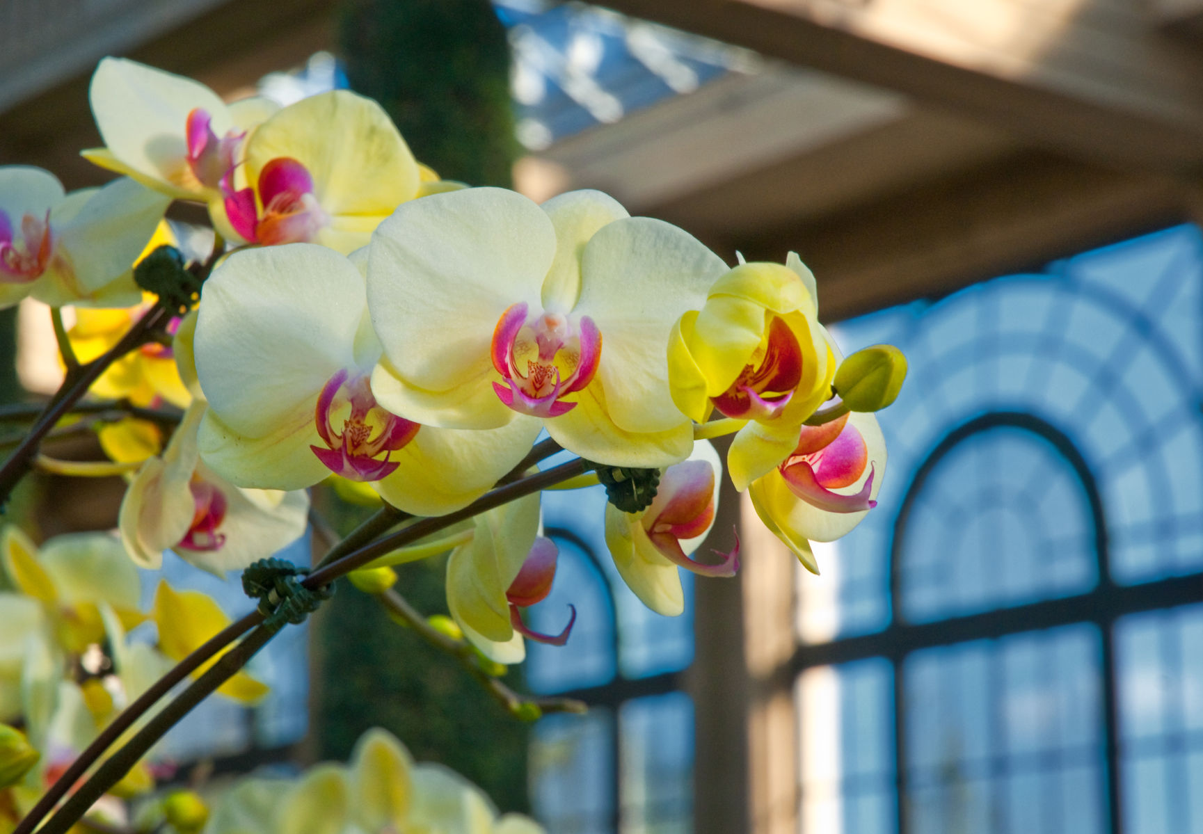 Longwood Orchid 2020 close up